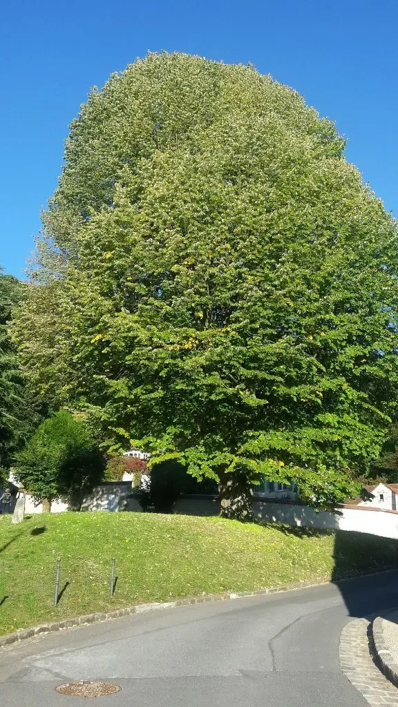 arbre-remarquable.webp